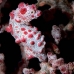 seahorse_pygmy_hr_si_v_0016_kom0333.jpg